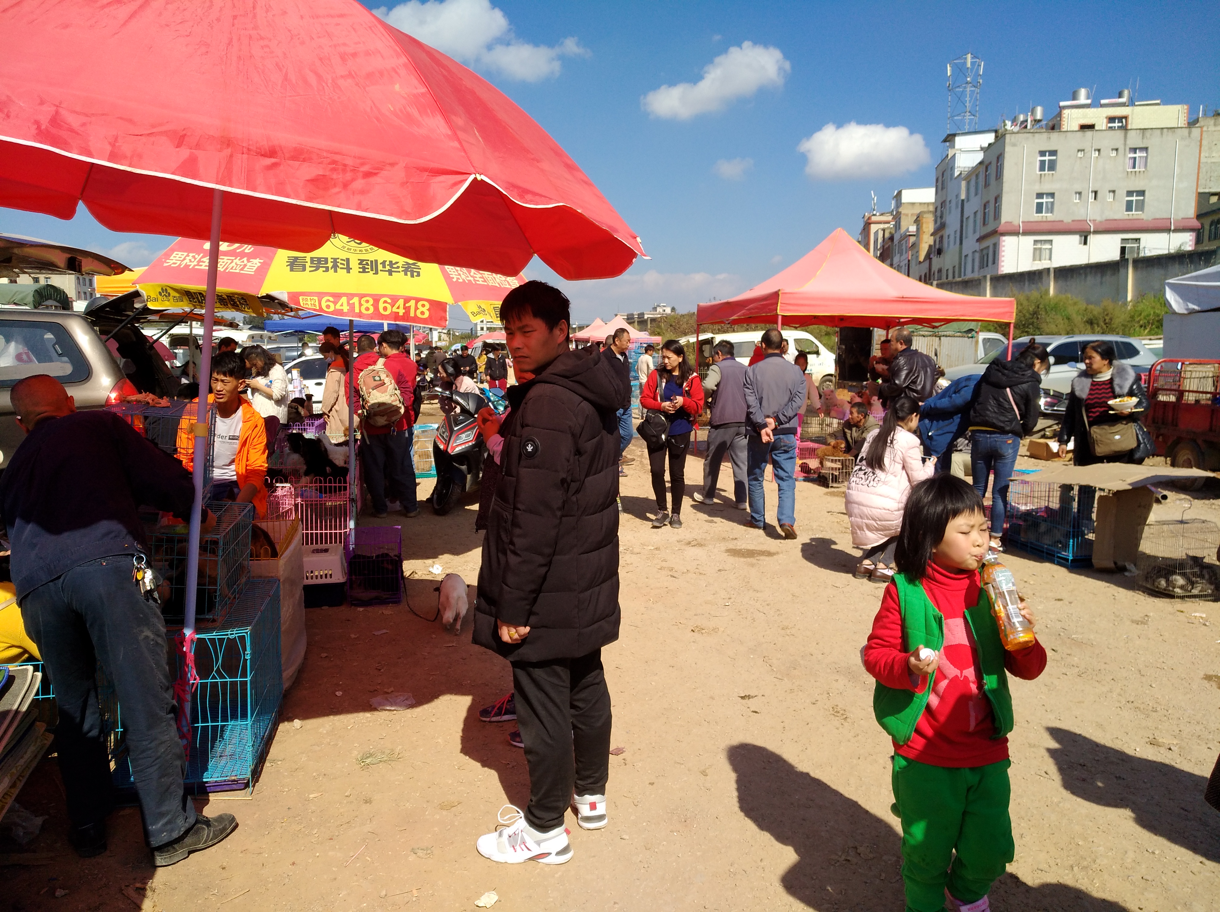 为什么网上的宠物狗那么便宜,为什么不建议下夏天网上买宠物狗