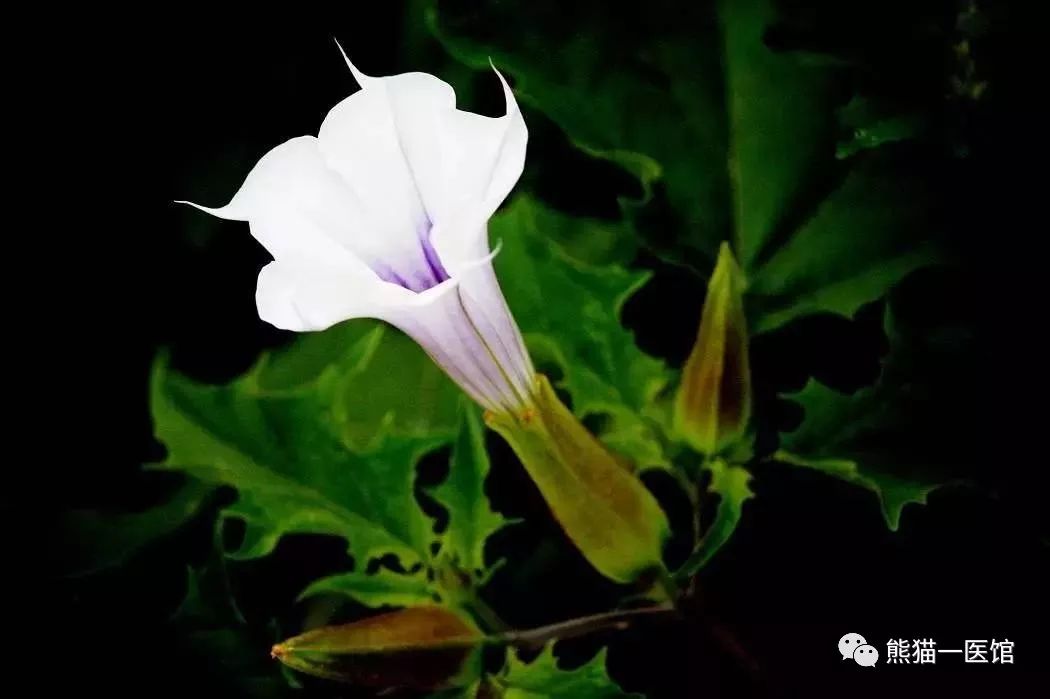 哮喘的克星植物,乡下的一种植物