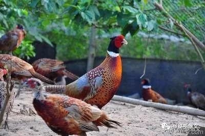 玩家老卢：山鸡从小抓来，加以特殊训练，成为山鸡里的“甫志高”
