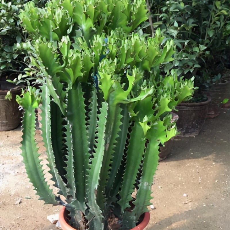 祥龙镇宅,3种开运花旺财又旺家