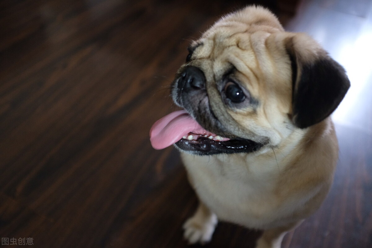 巴哥犬好养吗养巴哥犬的注意事项,八哥犬和巴哥犬有什么区别呢