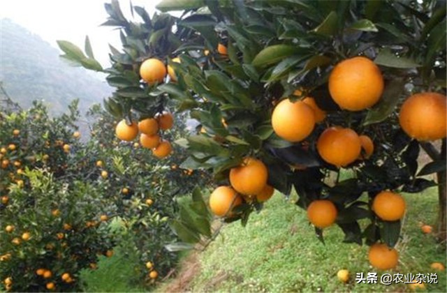 冰糖橙种植成功案例,种植冰糖橙要几年才能结果