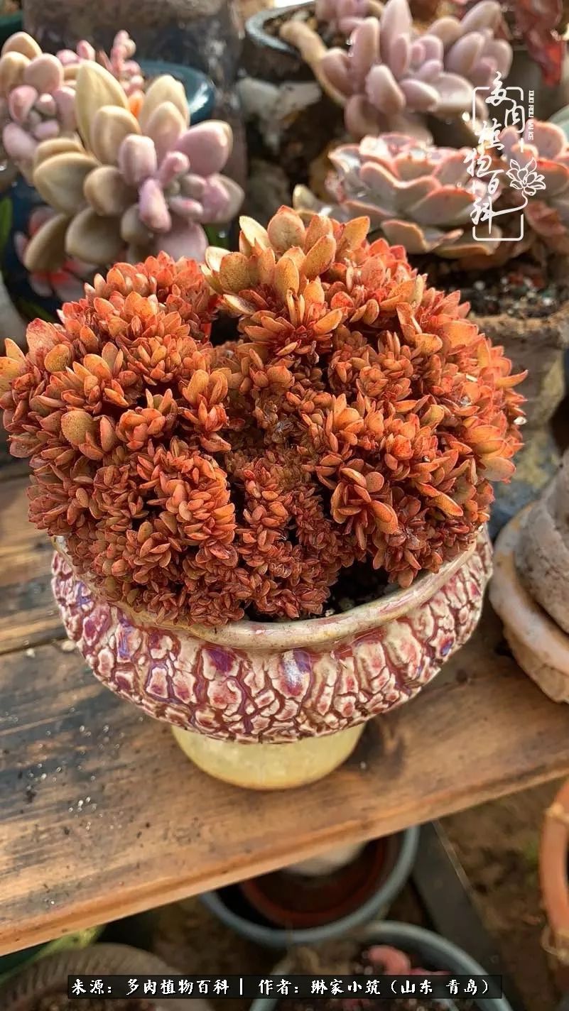 多肉冬季搬进屋里前需要浇水么,多肉过冬