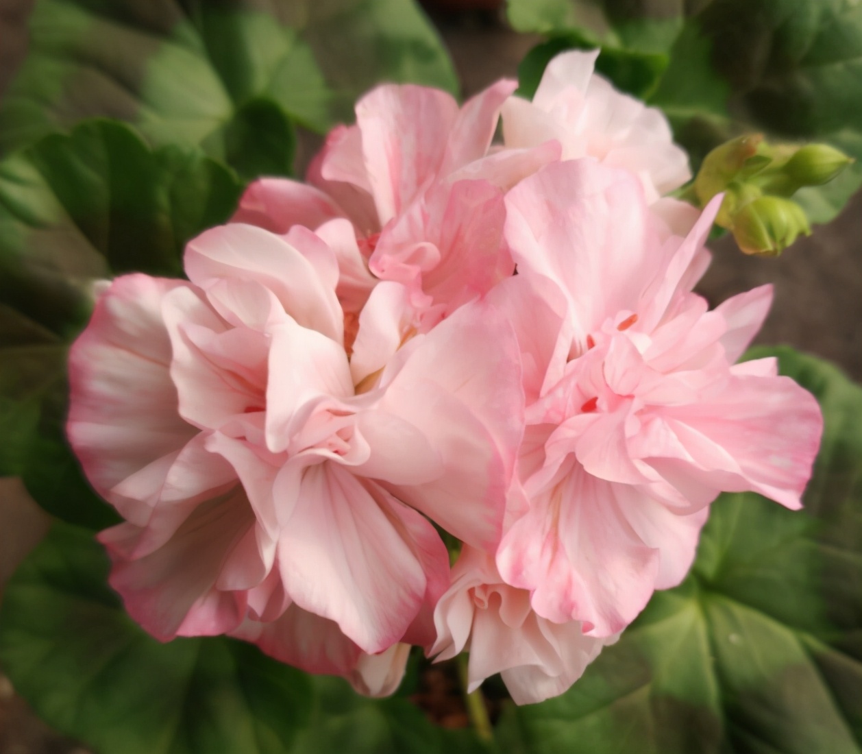 这种花别乱浇水水越多越不开花,这种花不怕冷好养易活