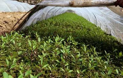 未来三年农村创业项目的发展,农村创业项目推荐2020新政策