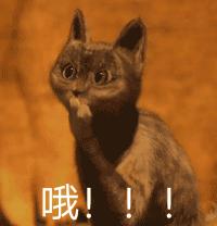 福懋动物医院香港路分院,福懋动物诊所猫咪疫苗