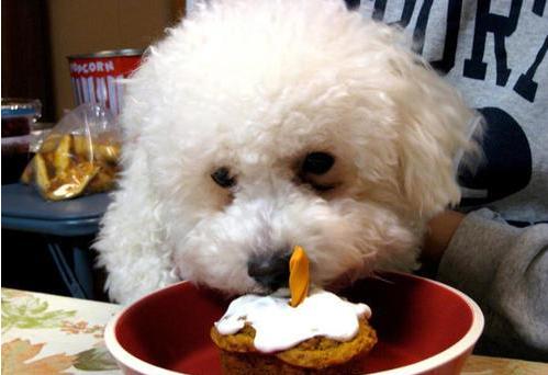 比熊一天喂几次最合适,7个月比熊一天吃几顿一顿吃多少