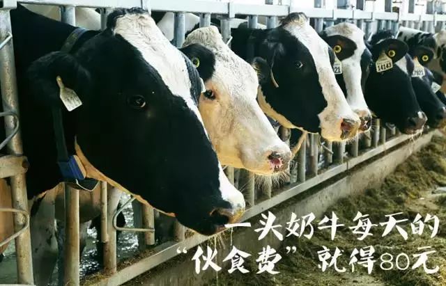 认养一头牛超值购,特价认养一头牛