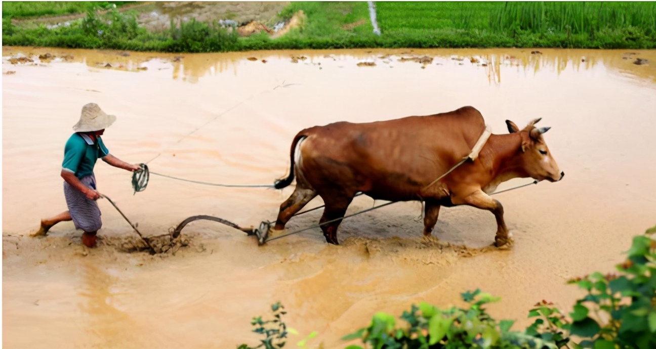 牛年遇到寡年有什么说法,牛年遇寡年好吗