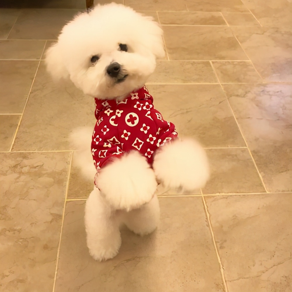 泰迪挑食严重不吃狗粮咋办,泰迪挑食不吃狗粮换粮怎么办