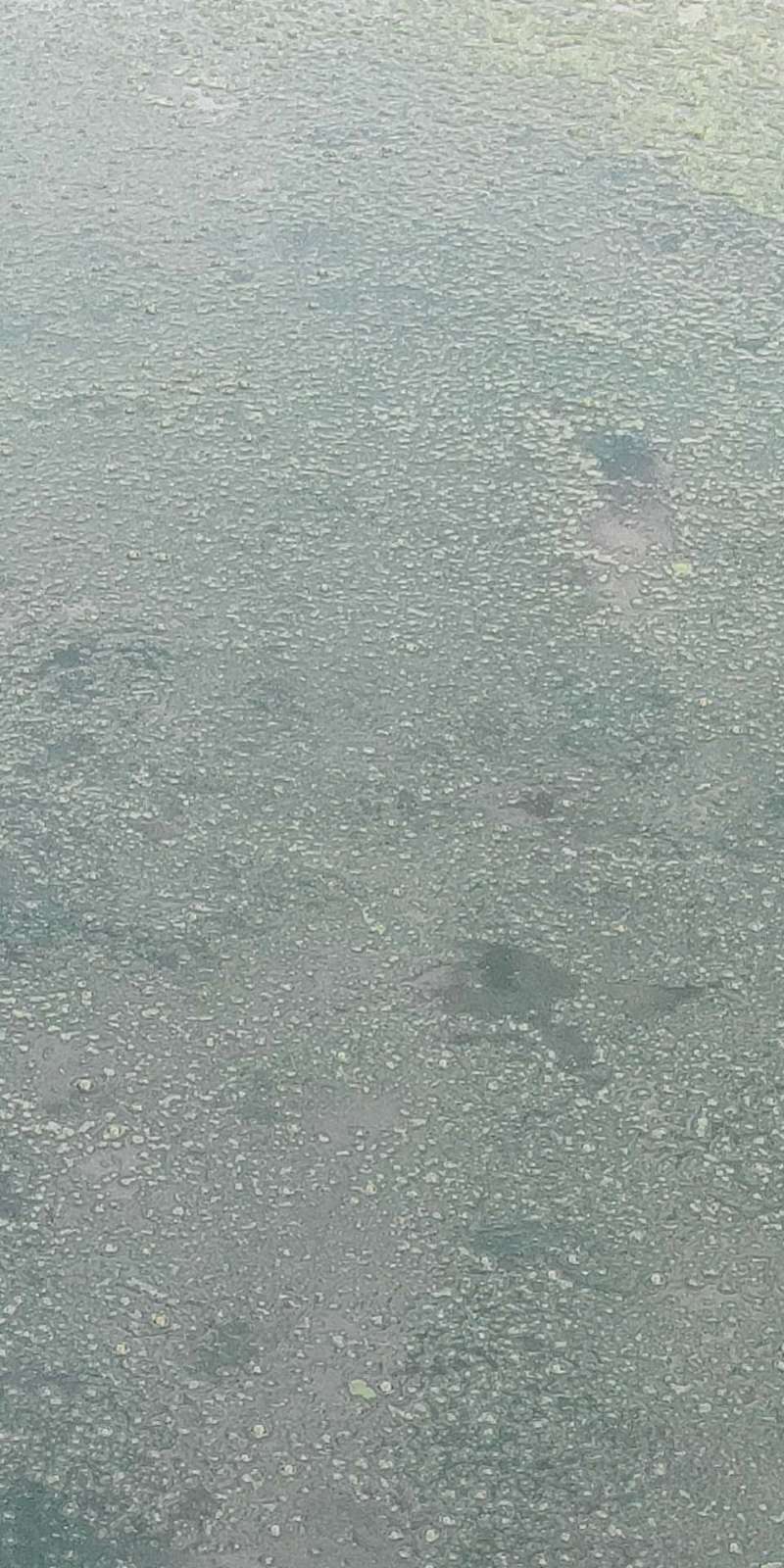 裸藻和裸甲藻是同一藻类吗,蓝藻与绿藻的相同点