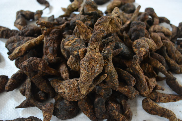 地黄别名叫生地,中药地黄功效及别名大全图