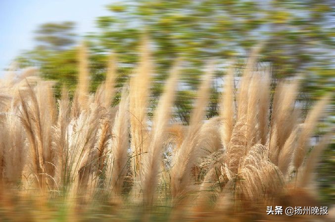 2018年冬天扬州赏花攻略,扬州11月秋景打卡地