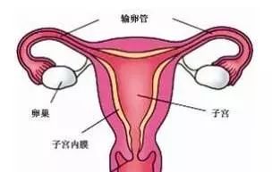 输卵管里积水是不是因为精子,输卵管有积水能不能治好