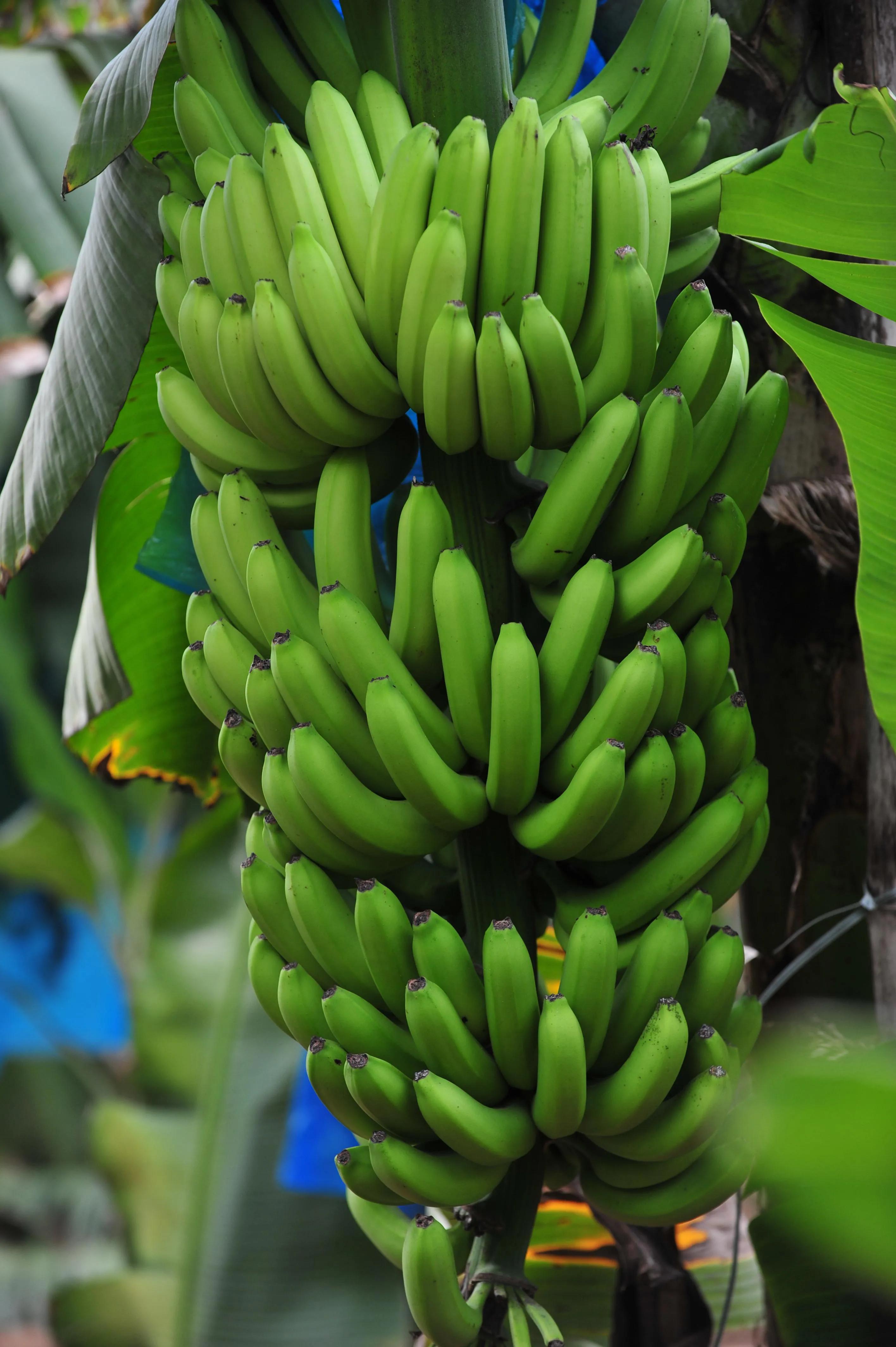 四季应季水果蔬菜,一年四季的时令蔬菜水果