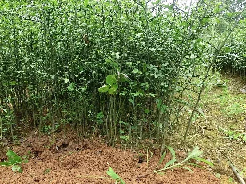 金秋砂糖桔砧木用什么好,香橙和枳壳砧木嫁接沃柑哪个更好