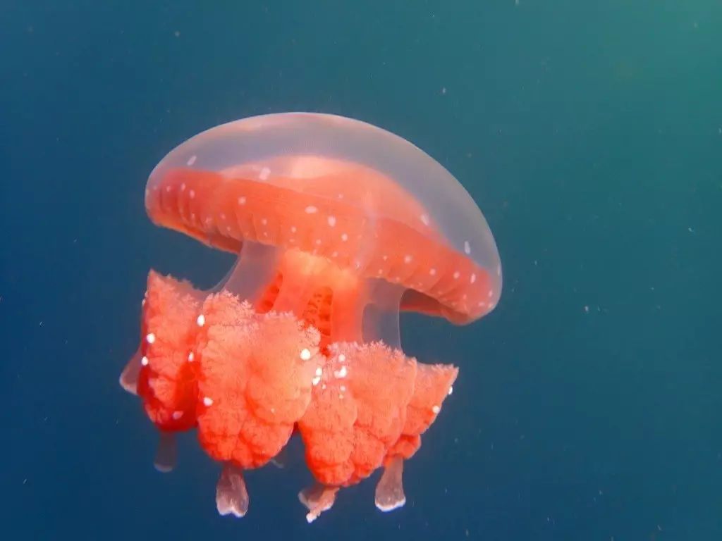 帕劳归来不看海谁说的,帕劳归来不看海