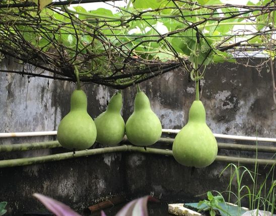 天台李子柒,大爷大妈们活的多么潇洒