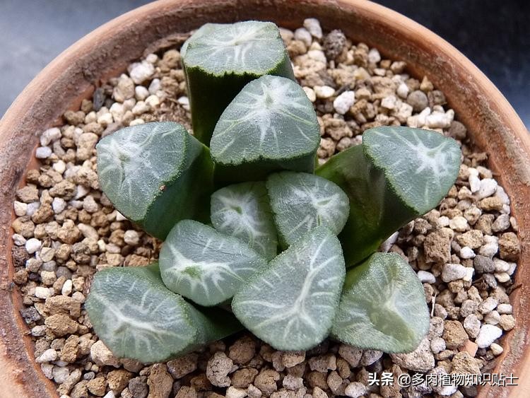 为什么现在多肉植物都很贵,为什么多肉这种植物这么贵