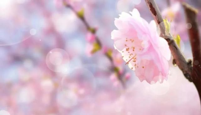 十二星座谁真爱双鱼座女生,十二星座双鱼和天蝎女能做情侣吗