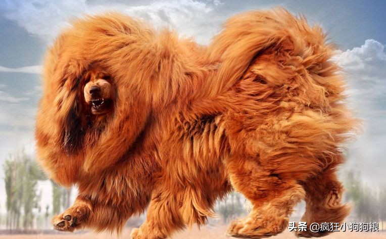 战斗力最强的土狗是什么品种,这40种土狗其实都是超酷的品种犬