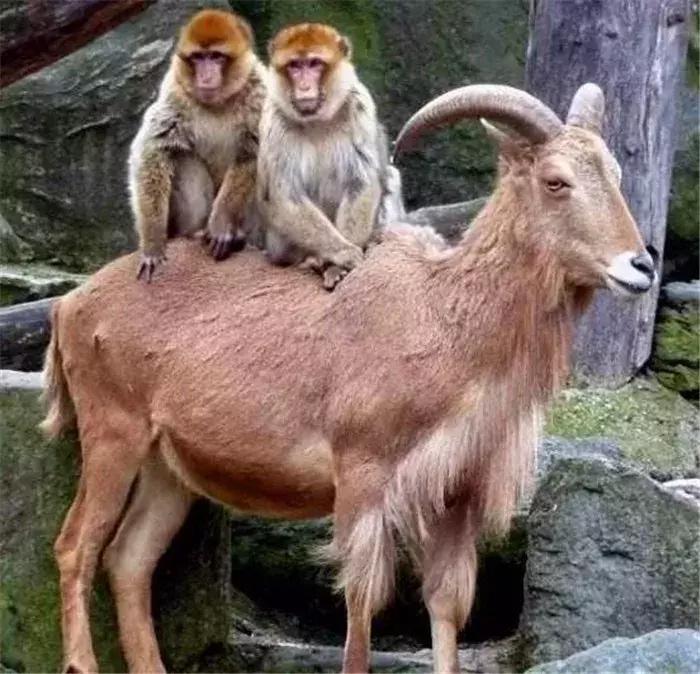 猫咪帮铲屎官接待客人,猫咪礼貌推开铲屎官