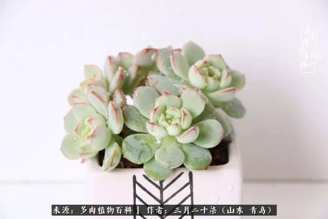 有多肉，有狗狗，给生活多一点惊喜