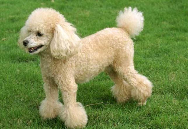 博美犬的寿命最长能活多少年,博美犬小狗寿命多长时间