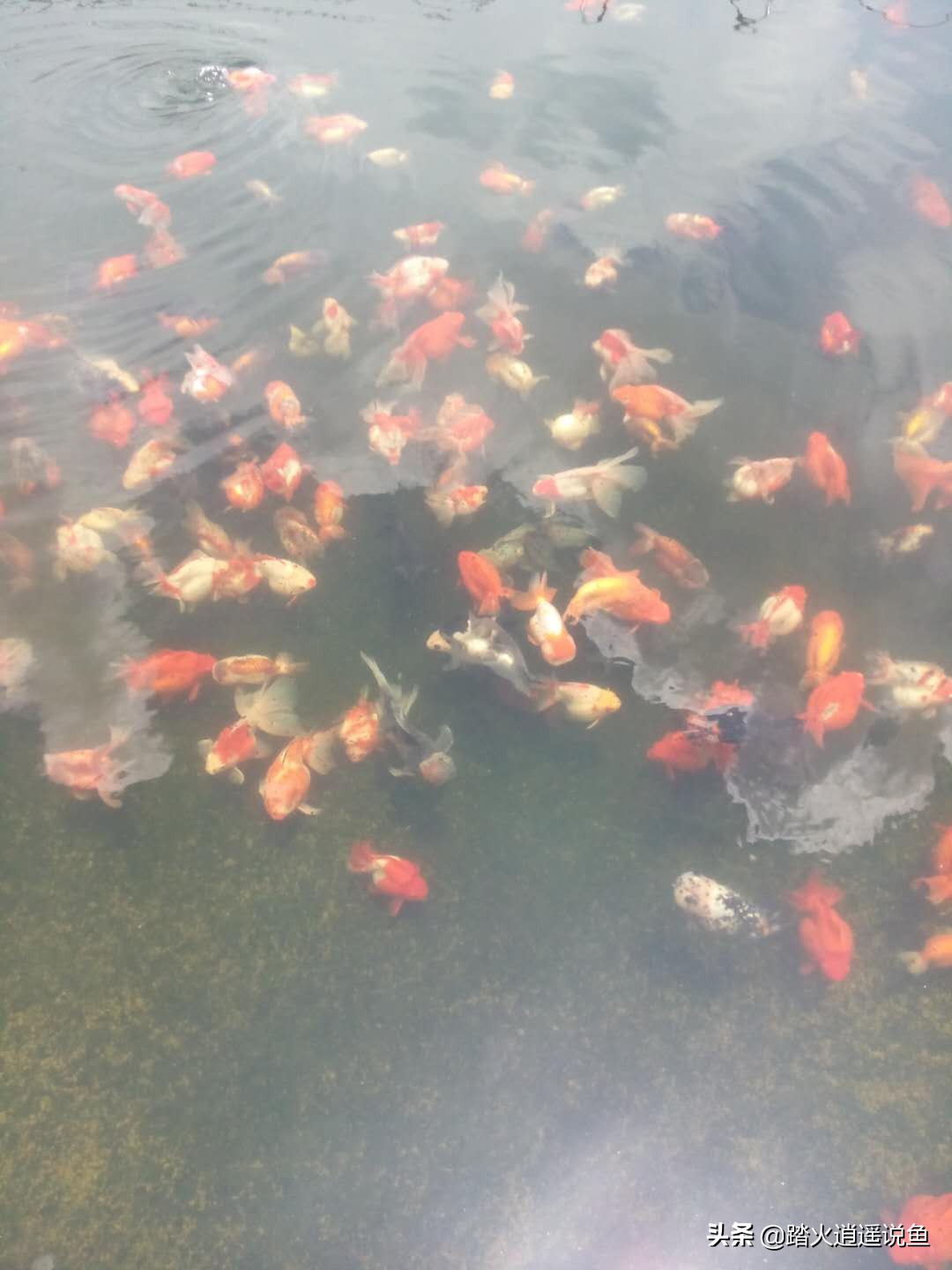 鱼浮头是氧气不足吗,鱼浮头一定是缺氧多久会死