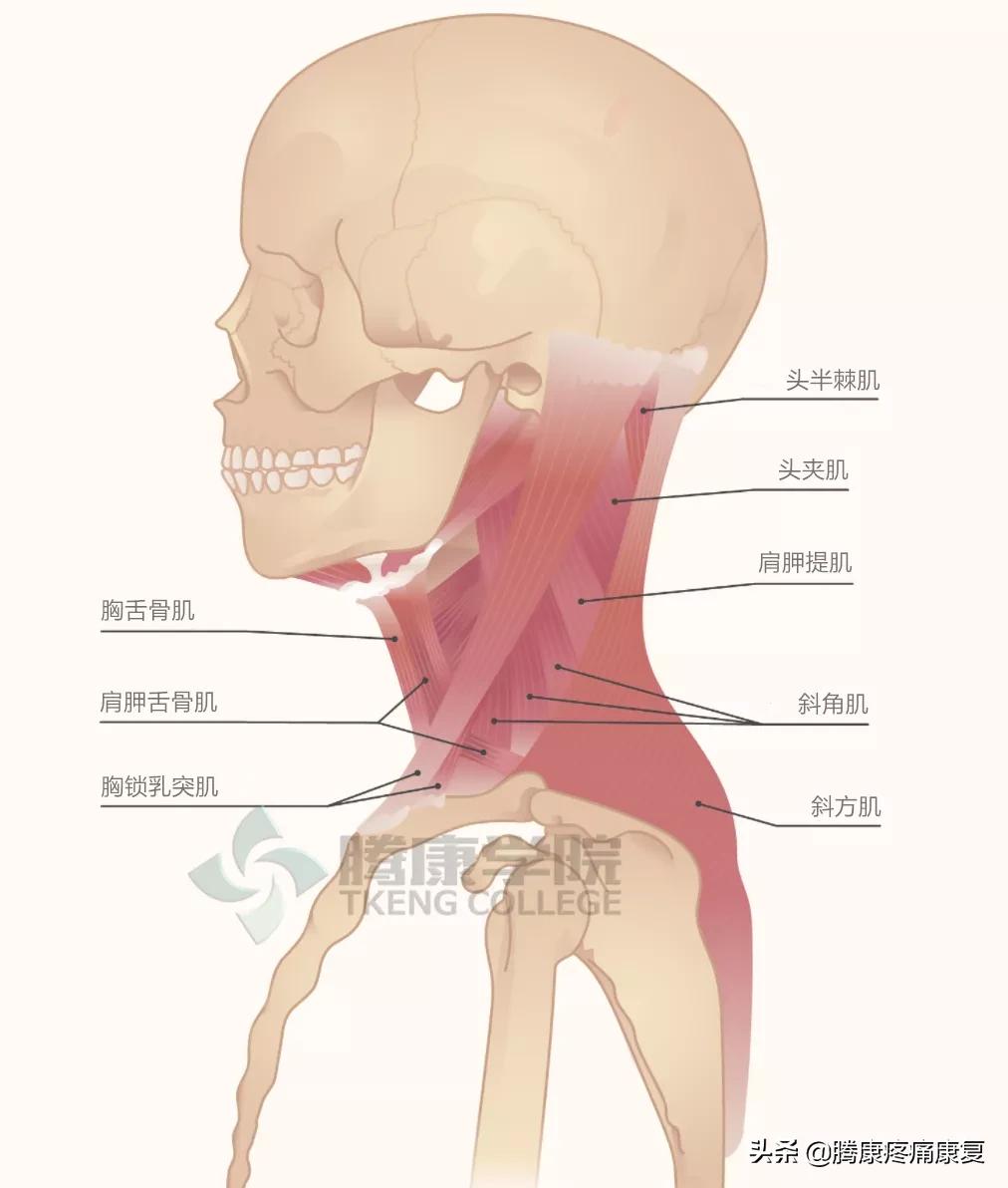 颈部痉挛的症状与缓解,怎样缓解痉挛的症状