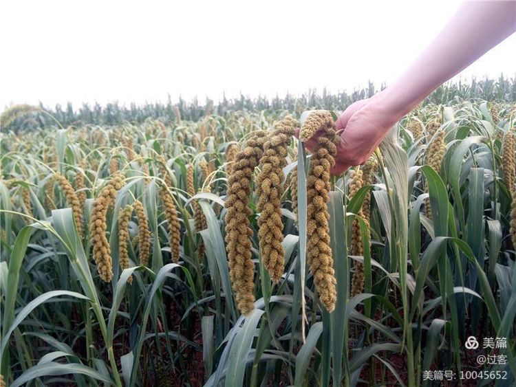 孙家岭的呼唤(下)