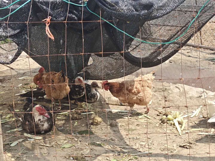 做个有志青年,公司加农户散养土鸡的前景如何