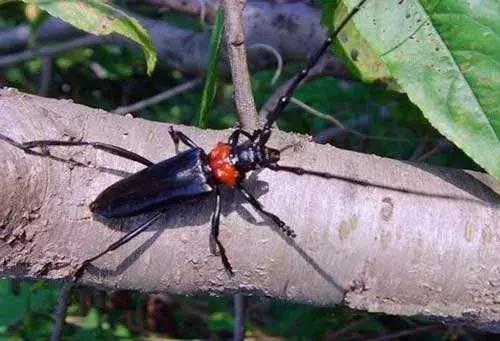 红颈天牛对人体有什么危害,蛀干天牛防治方法