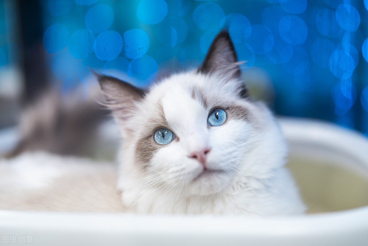 布偶猫有多好玩,布偶猫的十大优点是什么