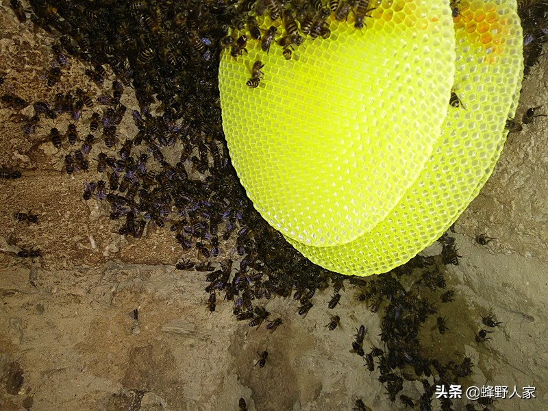 巢虫其实不可怕,巢虫是蜜蜂最大的天敌