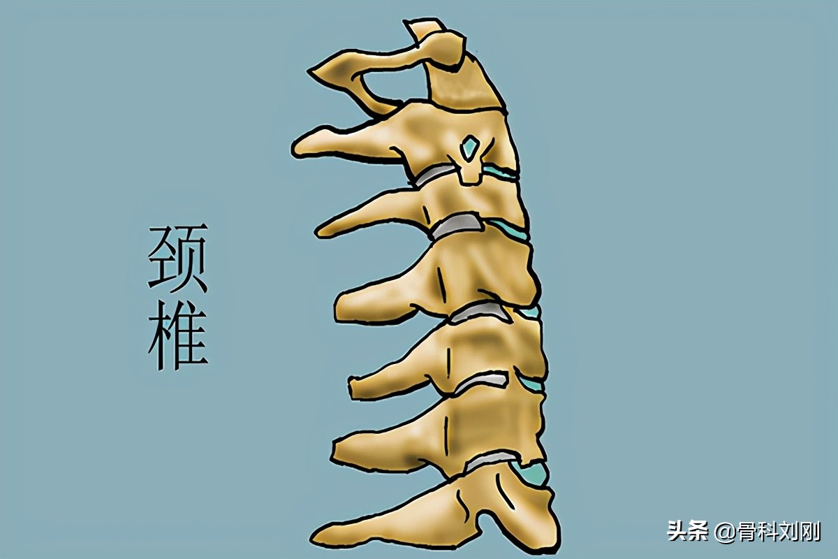 脖子颈椎疼痛中医怎么调理,脖子腰背酸痛如何缓解正骨