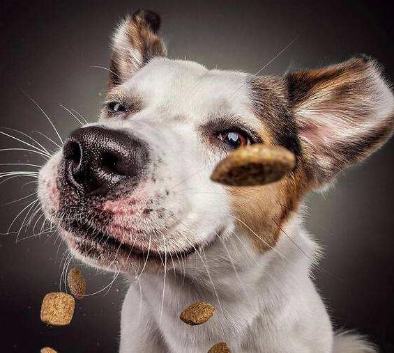 养狗天天生气怎么办,养狗须知狗有眼屎