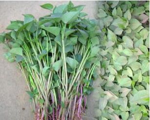 颗粒饲料喂羊注意什么,常见的六种喂羊饲料使用方法