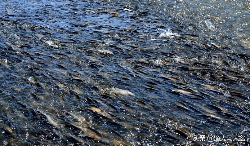 手竿钓瓦氏雅罗鱼用什么味型饵料,瓦氏雅罗鱼喜欢在什么地方