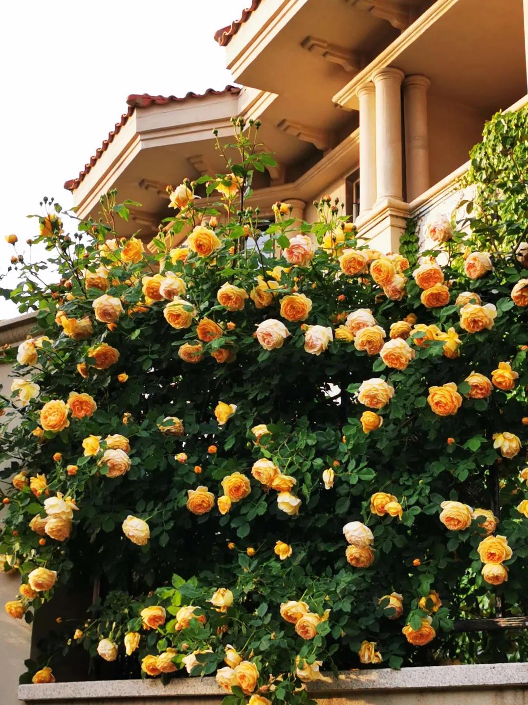 北方一年四季都开花的花园,东北花园四季开花植物