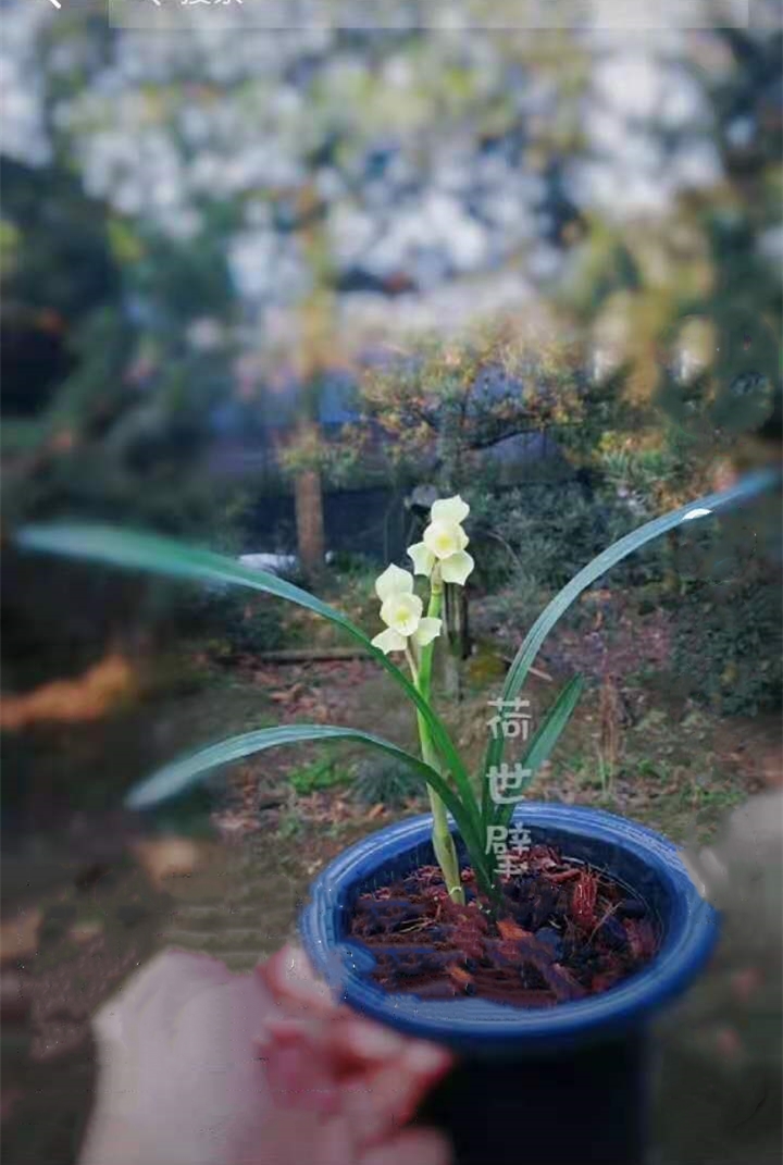 春剑十大品种排名多少钱一株,春剑多少钱一株