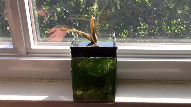 水培植物长青苔怎么处理,水培植物长青苔怎么用药物去除