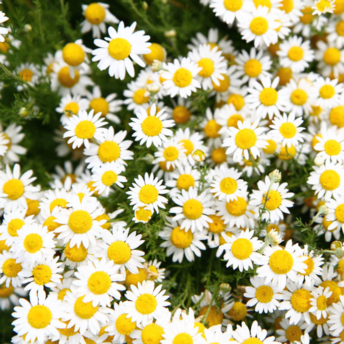 春菊种植视频,春黄菊怎么种植