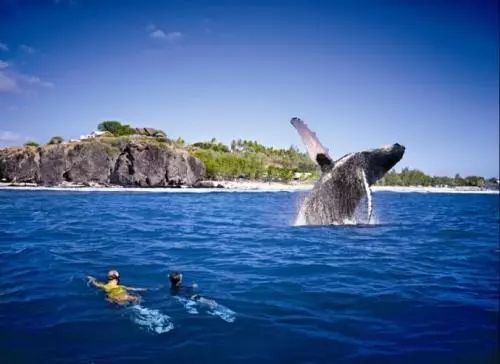 毛里求斯小知识,关于毛里求斯的信息