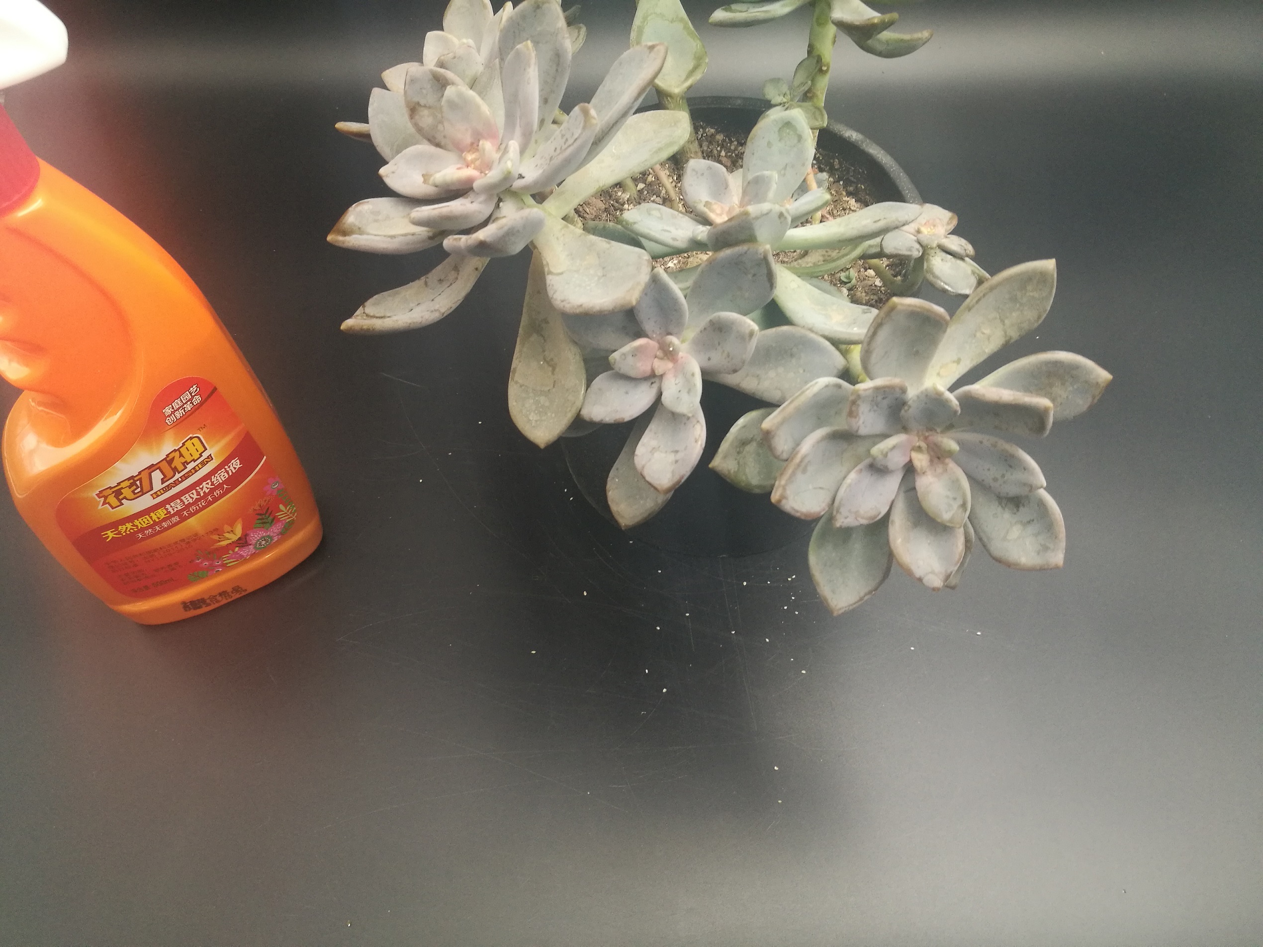 多肉有小白点不是蚧壳虫,多肉长蚧壳虫可以砍头泡多菌灵吗