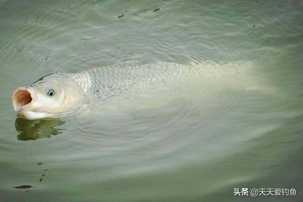 滑漂钓法线组的搭配方法,滑漂钓法怎么选线组