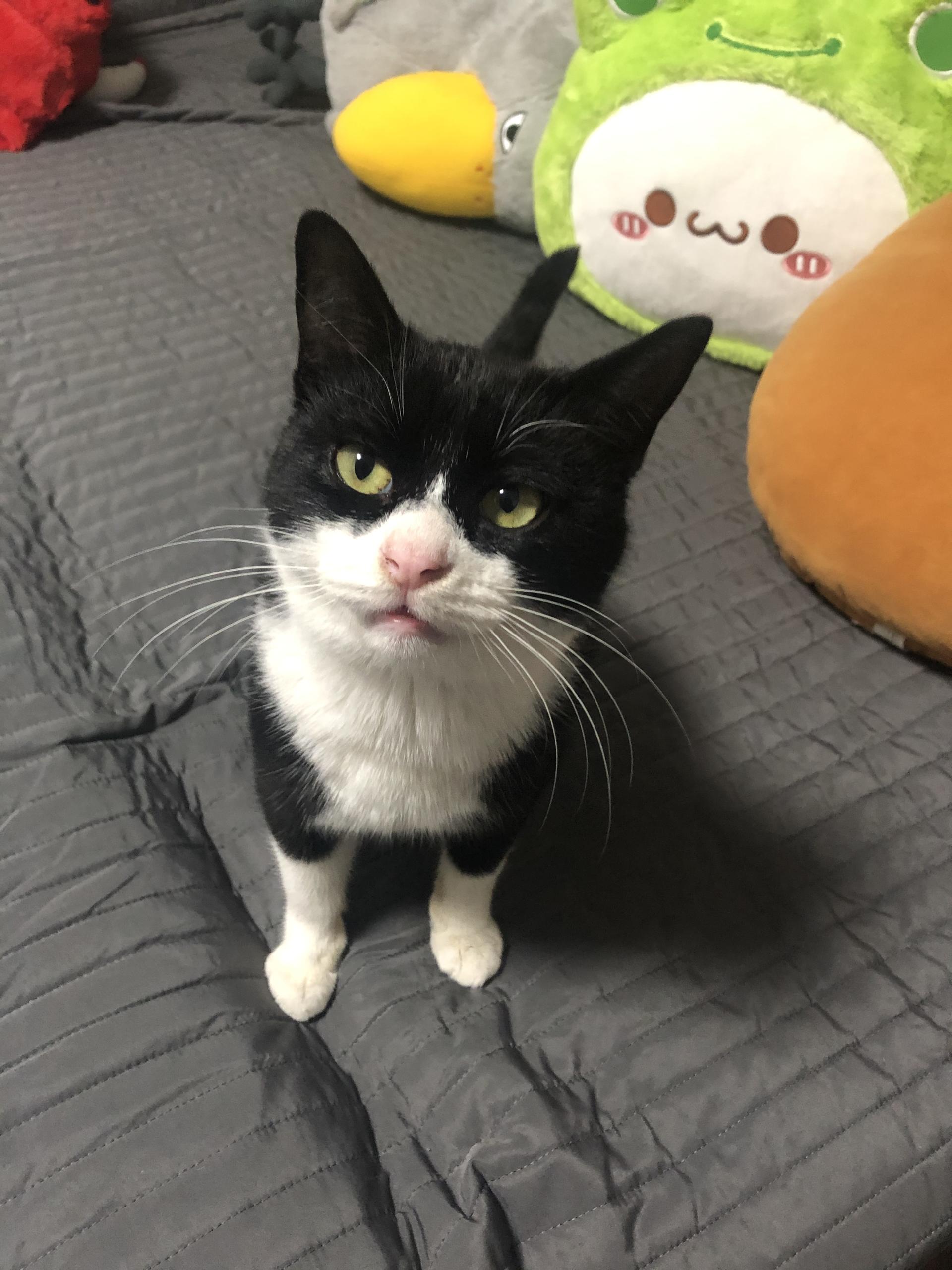 嘉蓝全阶段猫粮,嘉蓝猫粮评价