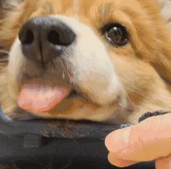 为什么狗的舌头那么长,狗的舌头为啥会长毛