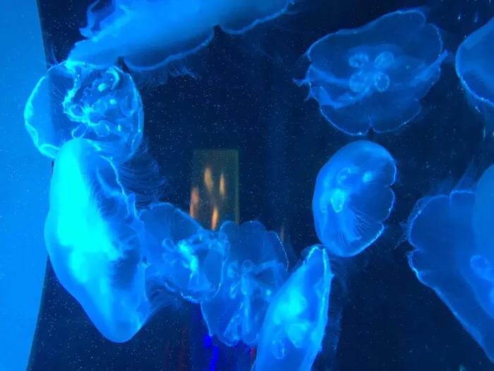 深圳暑假值得带孩子旅游的地方,深圳十大暑假室内必去景点