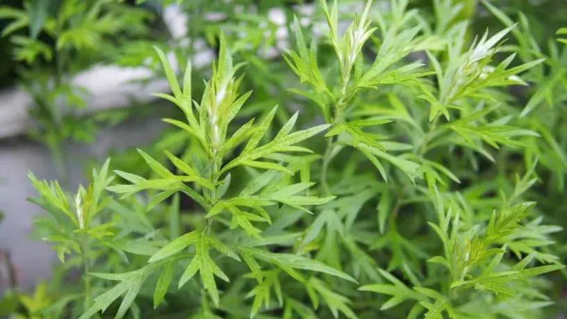 小红书爆火的天价抗糖丸、抗糖液到底有用么?抗糖到底是咋回事?